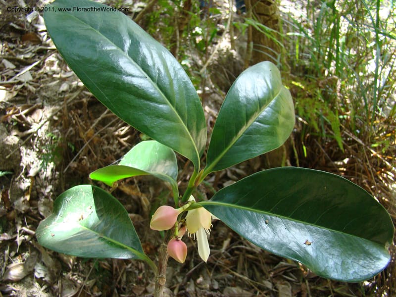 Crossostylis grandiflora,  Munzinger, J 4754--New Caledonia, Prov N, Les Trois Creeks,  13 Nov 2007, 024 (9).jpg