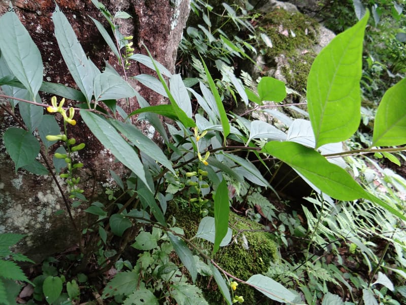 Polygala arillata, Davidson, C 12045--China. Anhui Prov. Huang Shan. 8 Jun 2012. DSC02684 (11).JPG