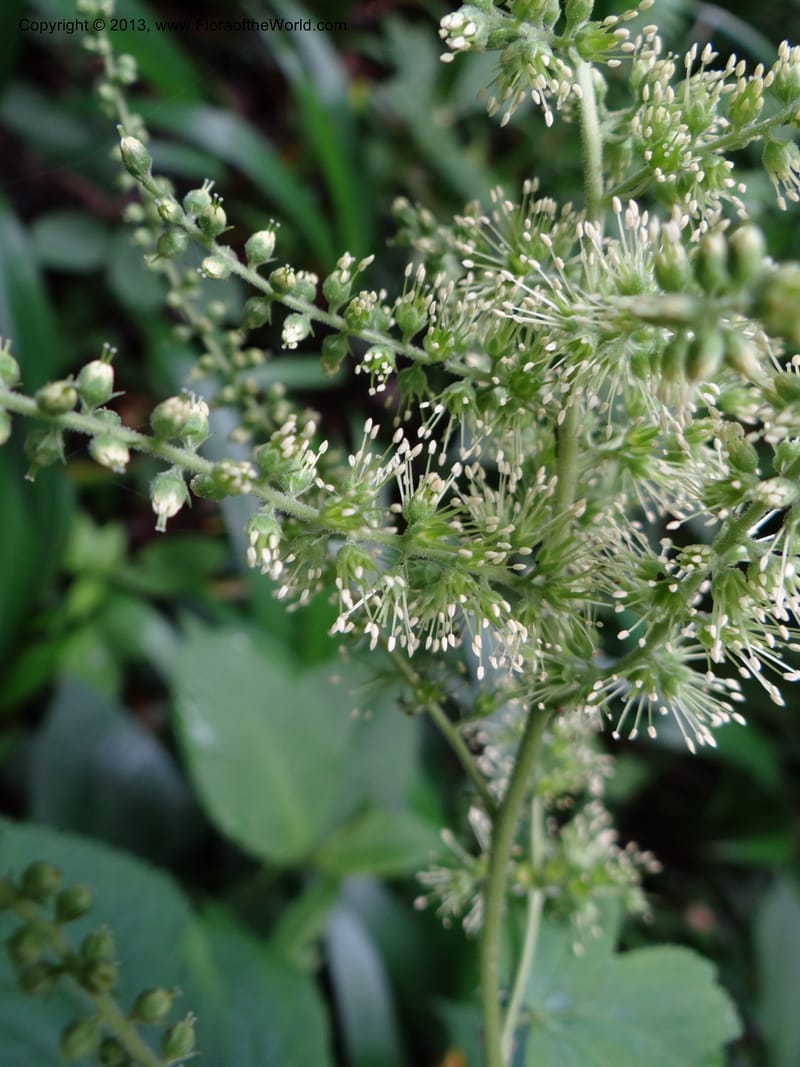 Astilbe grandis, Davidson, C 11953--China. Zhejiang Priv. Tian Mu Shan. 31 May 2012. DSC00927 (114).JPG