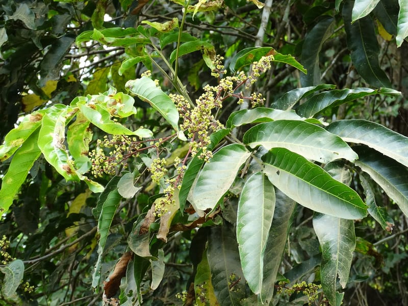 Alectryon, Munzinger, J 7386--Fiji. Along Hibiscus Hwy. 7 Nov 2015. DSC00180 (5).JPG
