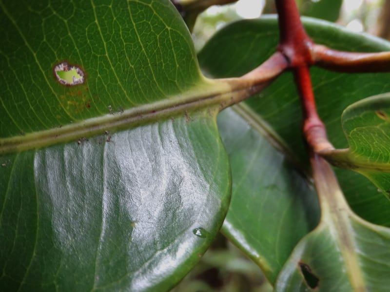 Syzygium, Plunkett, G 3181--Fiji. Waisali Rainf. Reserve. 4 Nov 2015. DSC08848 (30).JPG