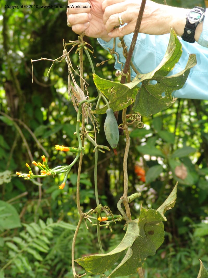 Gurania, Croat 95925--Ecuador. Edo. Pichincha. Bosque Nublado Sta. Lucia. 14 Mar 06. 395 (16).jpg