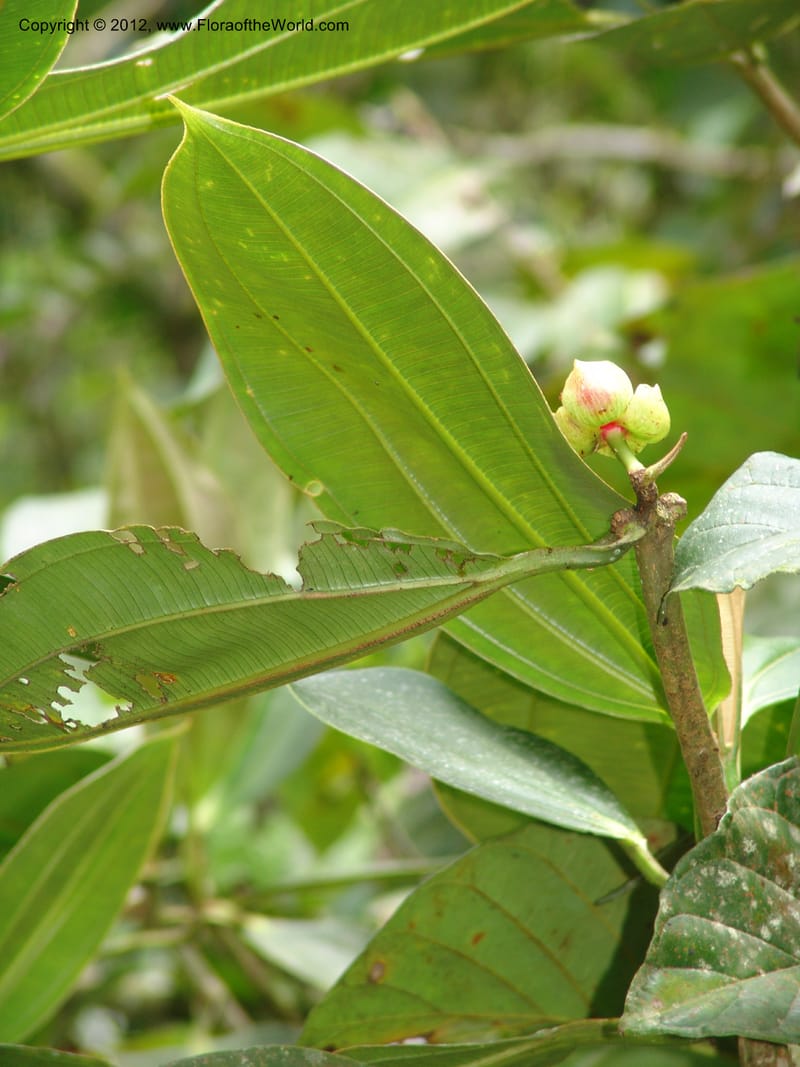 Blakea subconnata, Croat 96288B--Ecuador. Prov. Pichincha. La Union-Chiriboga-Quito. 22 Mar 06. 189 (7).jpg