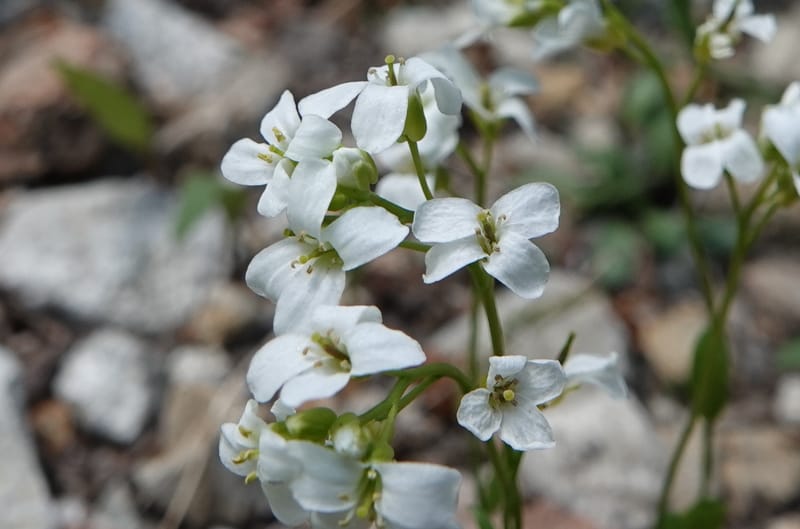 Arabis nuttallii, C. Davidson 14036--ID, Valley Co. Elkl Summit. 18 July 2019. DSC00995 (2).JPG
