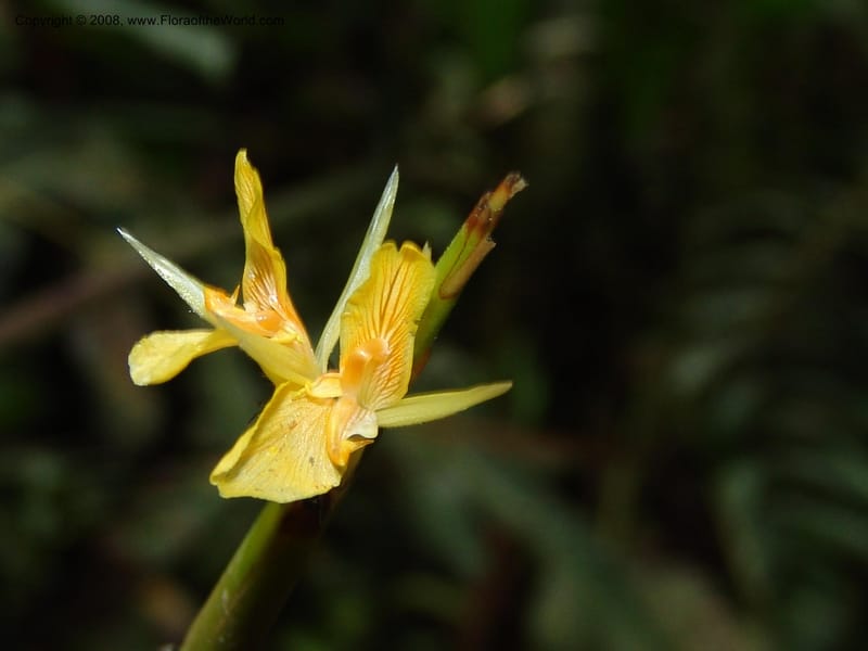 Ischnosiphon inflatus, Croat95104--Ecuador. Prov. Esmeraldas. Alto Tambo. 21 Feb 05. 014.jpg