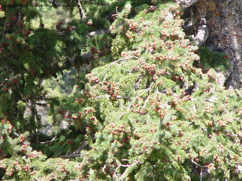 Picea pungens--AZ. Coconino Co. San Francisco Pk. 7 Jun 03. 058.jpg
