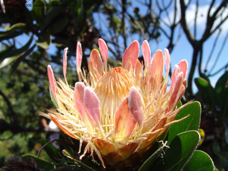Protea roupellii--So.Africa. E. Cape. Umtanvuna Nat. Res. 2. 11 Mch 05. 262.jpg