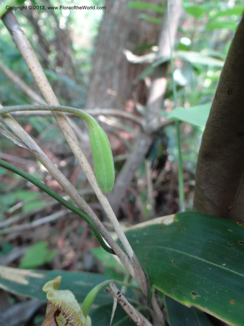 Aristolochia, Li Pan 1205292--China. Zhejiang Prov. Tian Mu Shan. 29 May 2012. DSC00348 (168).JPG