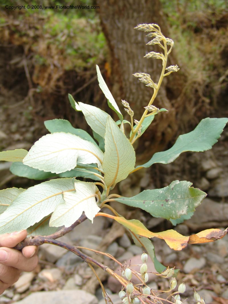 Bocconia frutescens, AAraujoM2855--Bolivia. Pq. Nal. Apolobamba.  6.5 km E of Charazani. 16 Sep 06.  057.jpg