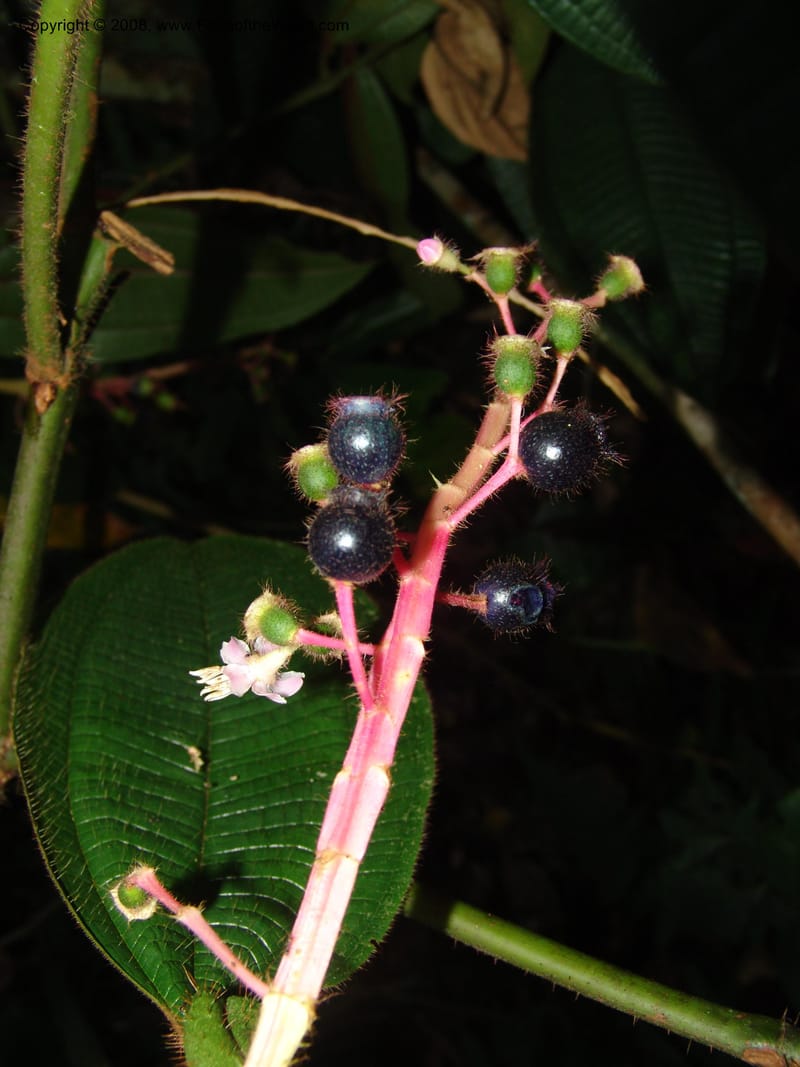 Tococa guianensis, AAraujoM1251--Bolivia. Pq. Nac. Madidi. Chalalan. Send. Anta. 30 Nov 04. 249.jpg