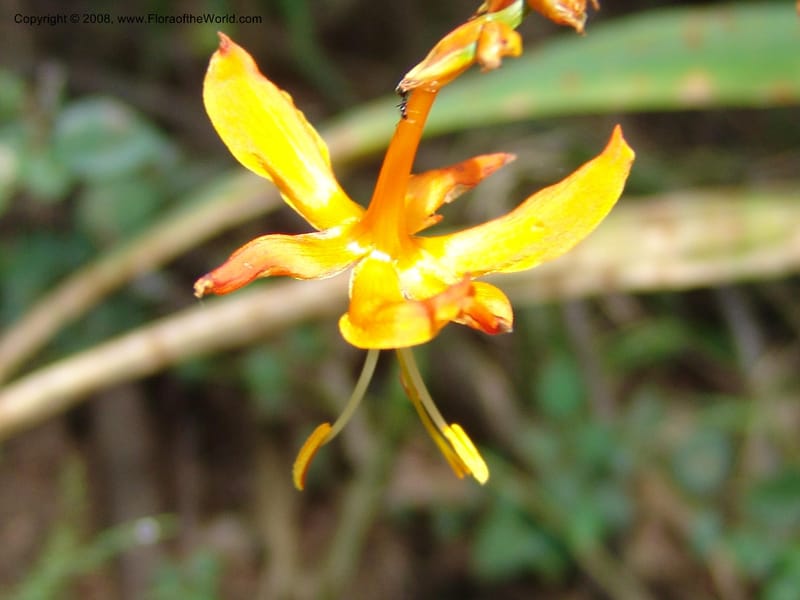 Crocosmia aurea--So.Africa. KZN. Midl. Meand. Granny Mouse. 13 Mch 05. 102.jpg