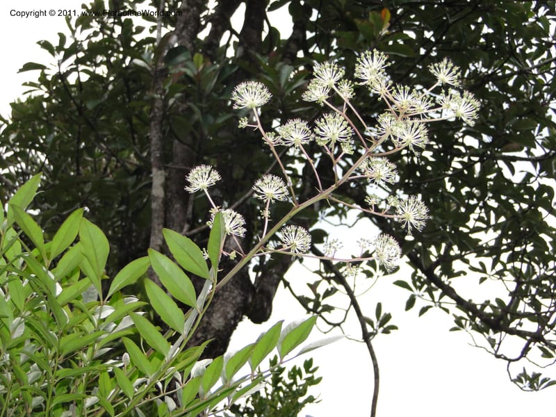 Myodocarpus fraxinifolius, (Lowry, P. P 7180)--New Caledonia. Mont Dore. 20 Jan 2010. 1842 (2).JPG
