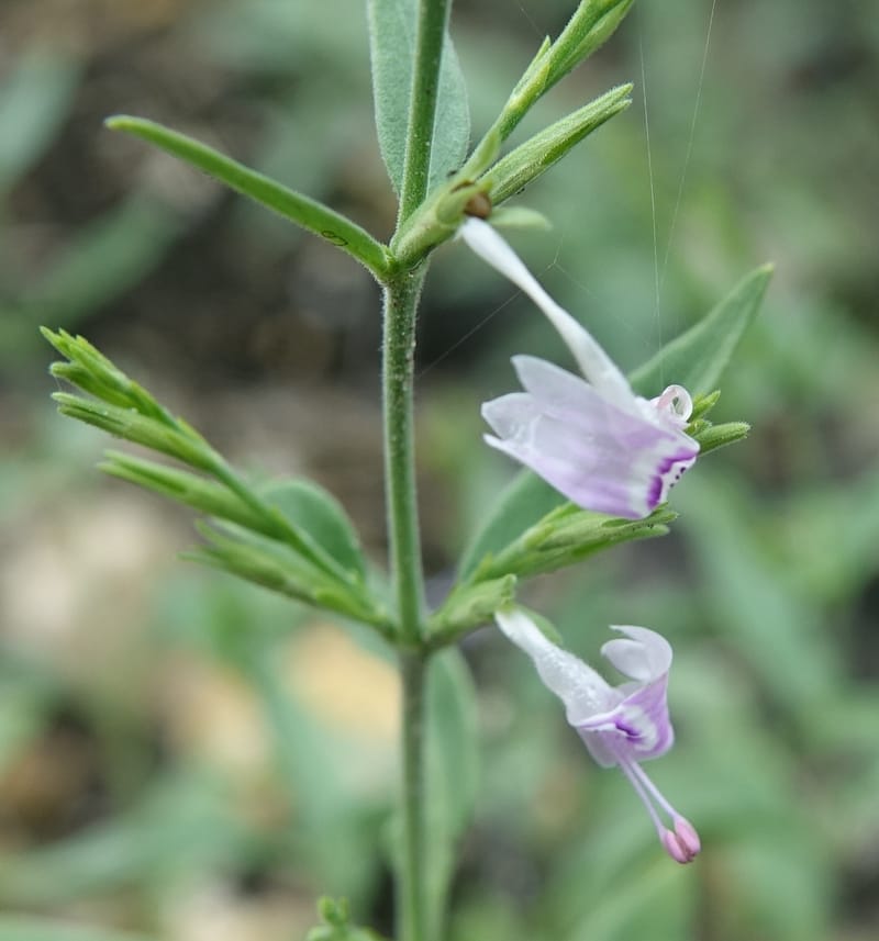 Hypoestes forskaolii, L. Nanyeni 1270--Namibia. Hwy D2860, 0.5 km E of Peace Garden Lodge. 30 Mar 2018. DSC04262 (53).JPG