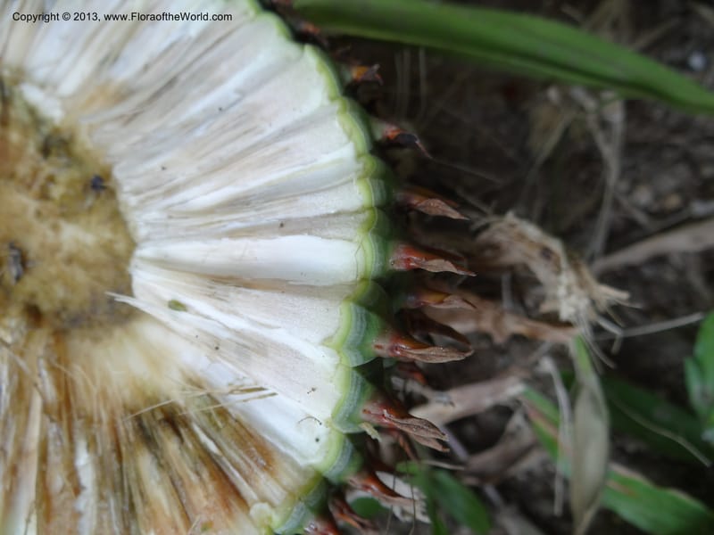 Pandanus acaulescens, Callmander 1041--Thailand. Chiang Mai. Doi Inthanon N. P. 9 Nov 2012. (123).JPG