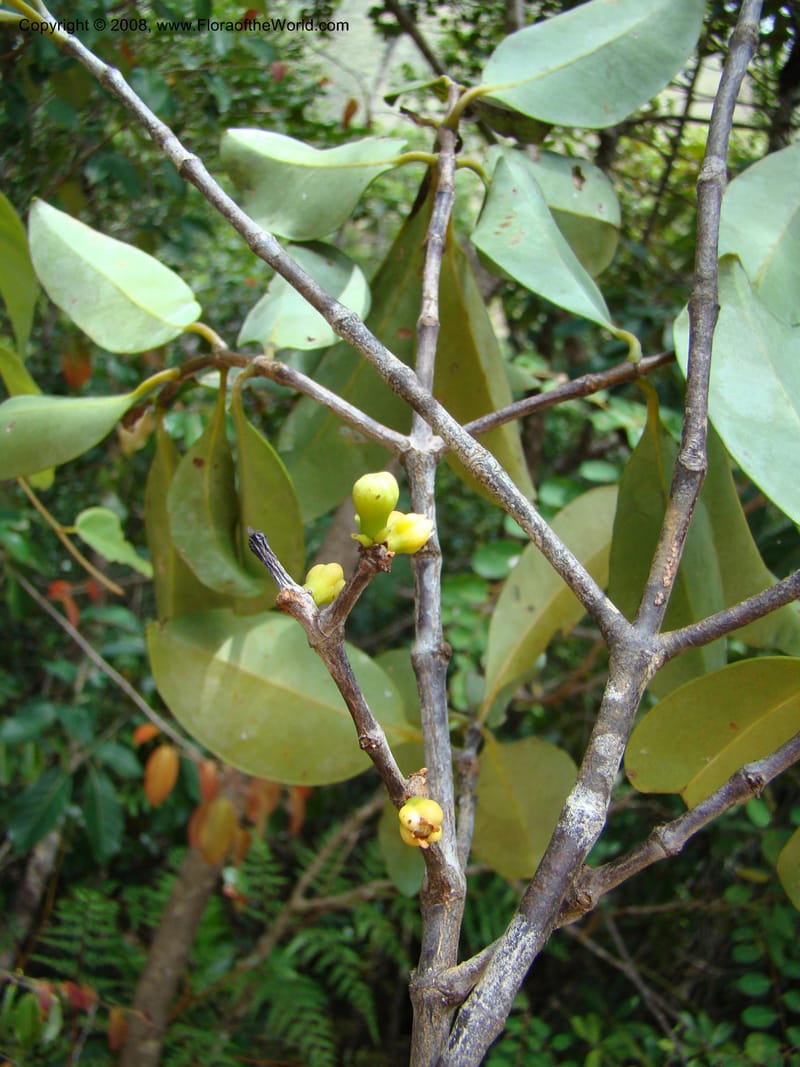 Garcinia neglecta, JMunzinger4669--N.Caled. Dumbea Dam in Dumbea Riv, S of Noumea. 11 Nov 07. 261.jpg