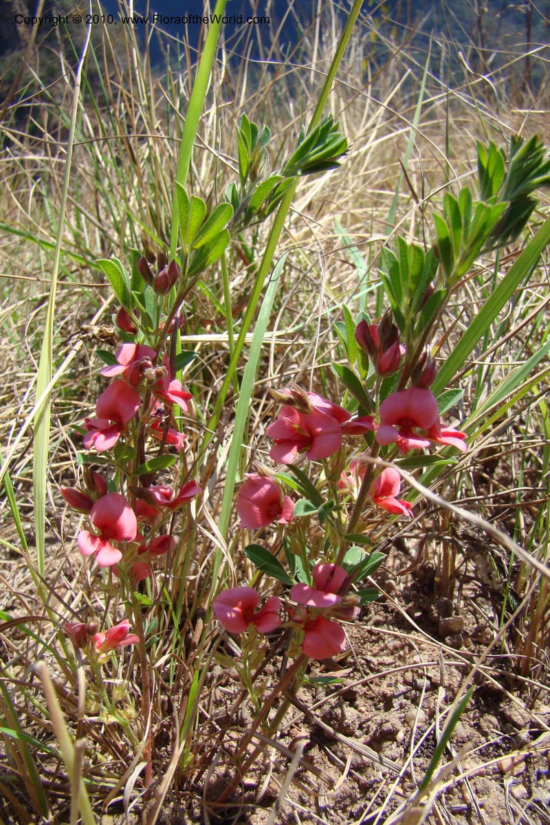 Indigofera setosa, D. Styles xx--South Africa. KwaZulu-Natal. Kloof Gorge, Durban. 29 Aug 09. 070 (7).jpg