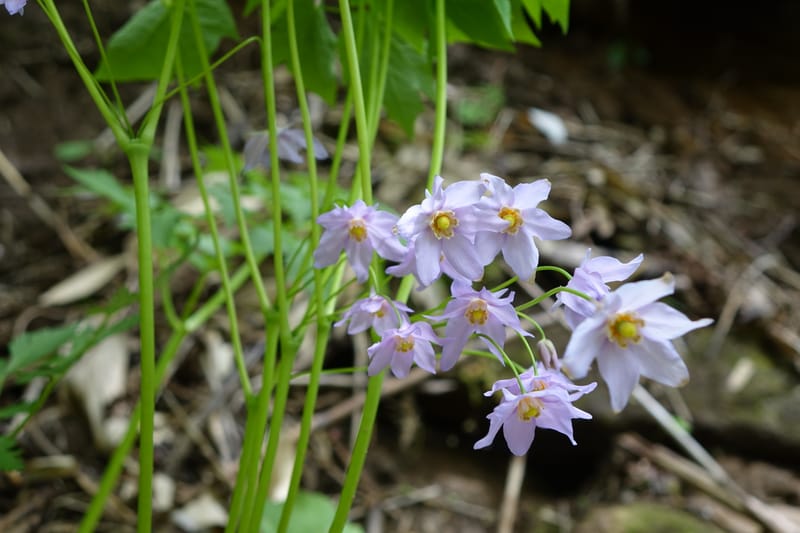 Ranzania japonica--Japan. Myoko Kenmin-no-mori. Hiuchiyama Trial. 27 May 2016.  (182).JPG