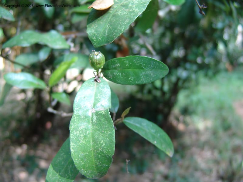 Croton alienus--Kenya. Nairobi Arboretum. 1 Jul 04. 080.jpg