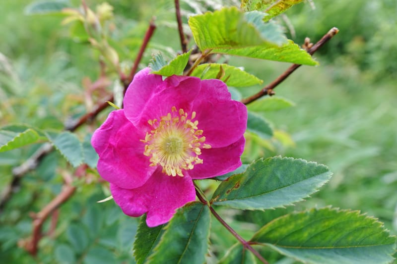 Rosa pendulina, Davidson, C 13265--Switzerland. Oberwald. Chapel St. Nikolas. 2 Jul 2016. DSC07728 (742).JPG