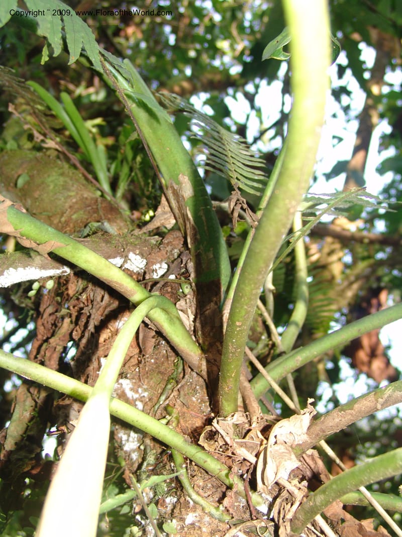 Philodendron attenuatum, Croat98778--Ecuador. Z.C. Margin of Rio Nangaritza. 17 Sep 07. 336.jpg