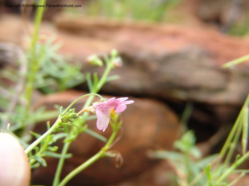 Nemesia fruticans--So.Africa. Mpmal. R37 to Lydenburg.16 Mch 05. 048.jpg
