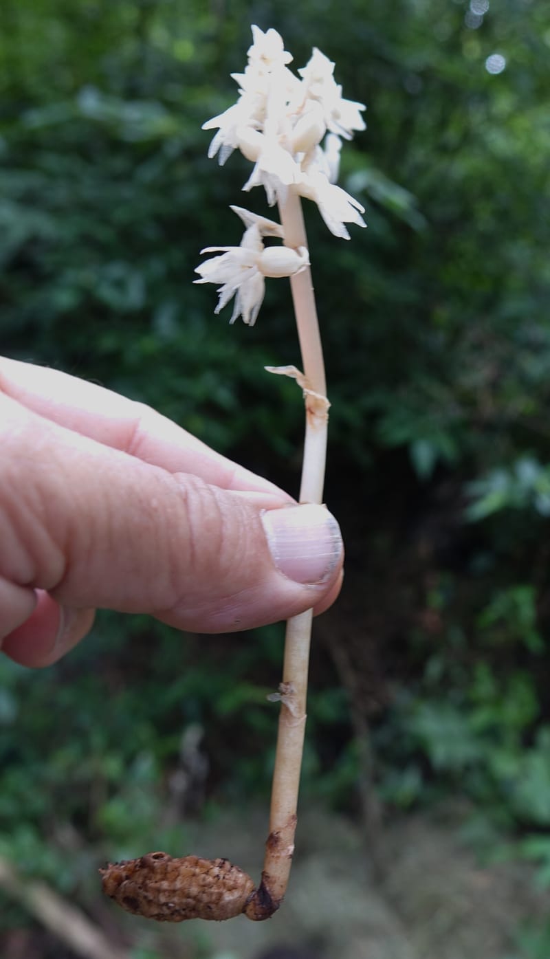 Epipogium roseum, Chung Kuo-Fang 3342--Taiwan. YangMing Shan Nat. Park. 18 May 2016. DSC02685 (235).JPG