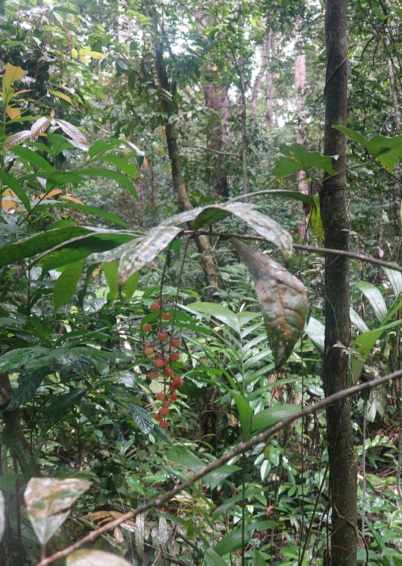 Thecacoris, C. Davidson 14074--Gabon. Raponda-Wallker. 28 Oct 2019. DSC02420 (18).JPG
