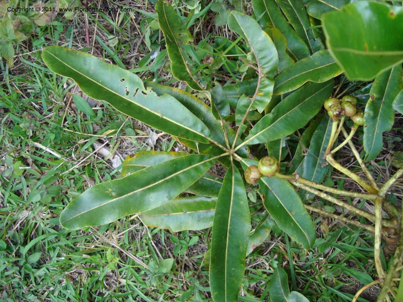 Schefflera pseudocandelabrum, Lowry, P 6893--New Caledonia, ProvN, Aoupinié 15 Nov 2007 151 (15).jpg