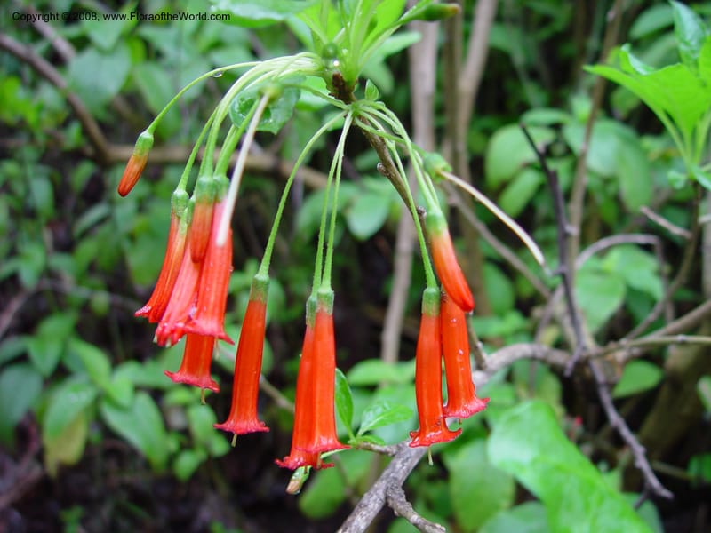 Iochroma fuchsioides--CA. UCLA. Mathias Bot. Gard. 13 Feb 03. 040.jpg