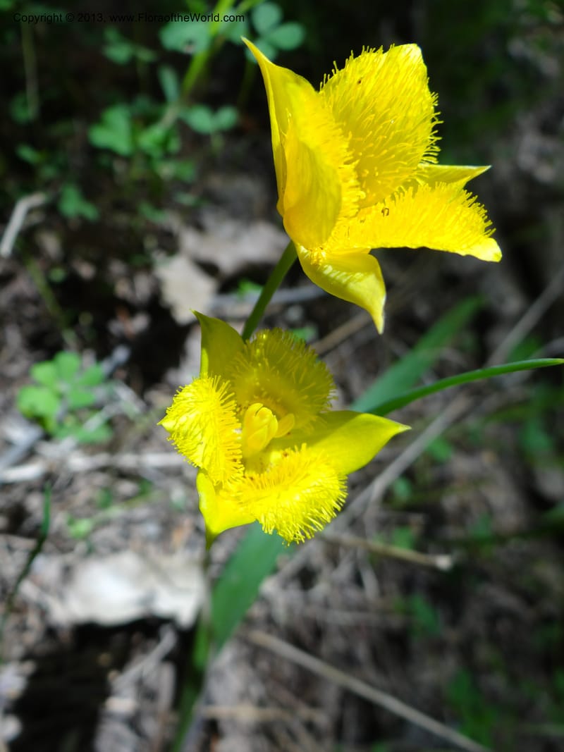 Calochortus monophyllus, Davidson, C 12134--Calif. Nevada Co. 19 Apr 2013.   (7).JPG