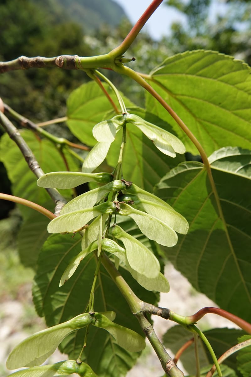 Acer davidii subsp. davidii, D. Boufford 44106--China. Yunnan. Lao jun Shan. 30 Apr 2018. DSC00424 (401).JPG