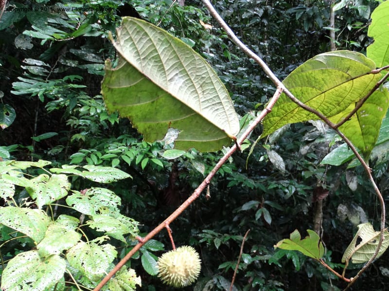 Byttneria, Davidson, C 12752--Sabah. Sg. Nelumad. 12 Oct 2014. DSC04383 (225).JPG