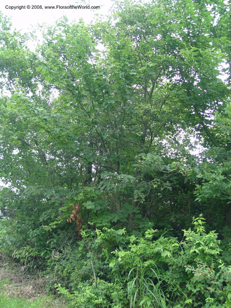 Tilia japonica--Japan. Honshu. Shiga Pref. Ibukiyama. 18 Jul 03. 048.jpg