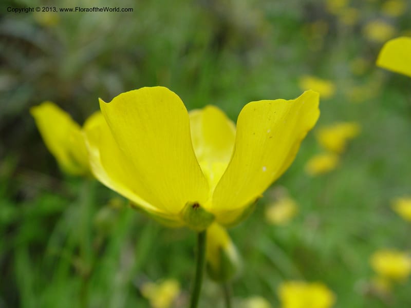Ranunculus ollissiponensis--Spain. Gran.Prov. 4 km S Jct. Albondon-Albunol, C333. 1 (25).jpg