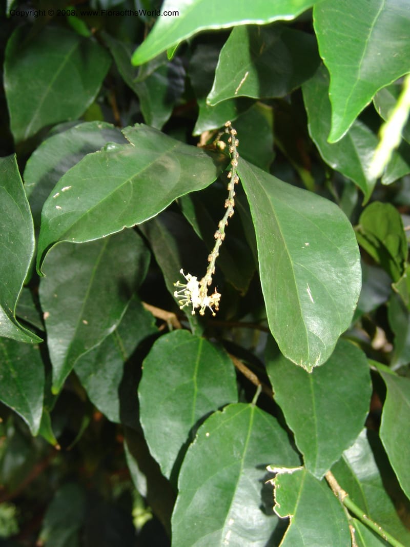 Tannodia swynnertonii--So. Africa. Lowveld Nat. Bot. Gard. 14 Mch 05. 394.jpg