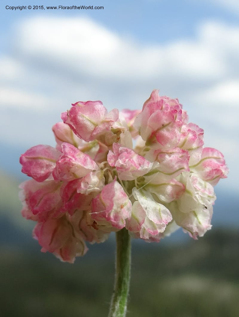 Eriogonum ovalifolium var. nivale, Davidson, C 12594--ID. Idaho Co. Seven Devils Camp Ground. 15 Jul 2014. DSC00113 (236).JPG