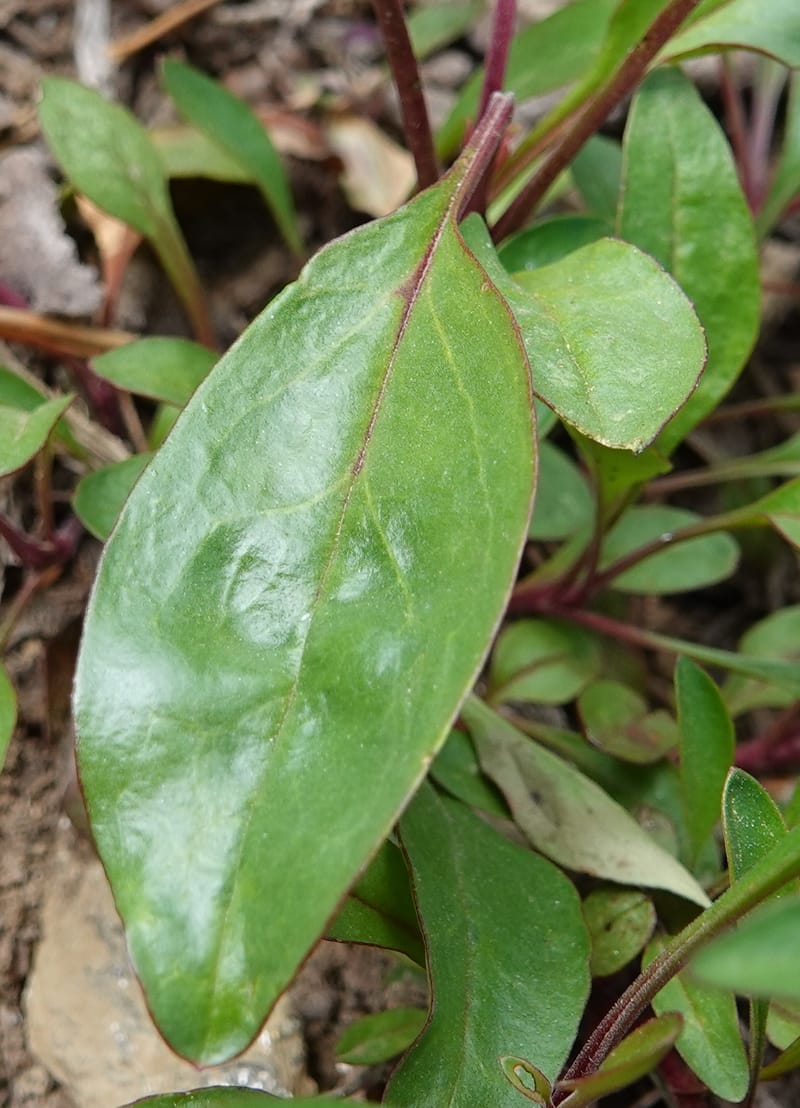 Penstemon albertinus, C. Davidson 13840--ID. Shoshone Co. Freezeout Rd. FR 301. 10 Jul 2018. DSC06582 (272).JPG