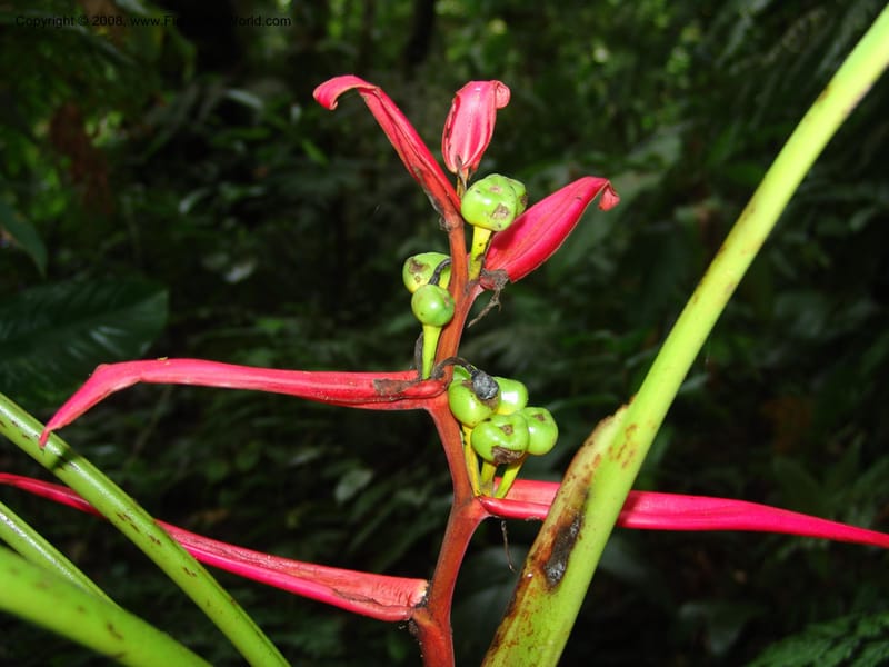 Heliconia aemygdiana v. transandina, Croat94411--Ecuador. Prov. Pichincha. Res. Guaycuyacu. 11 Feb 05. 160.jpg