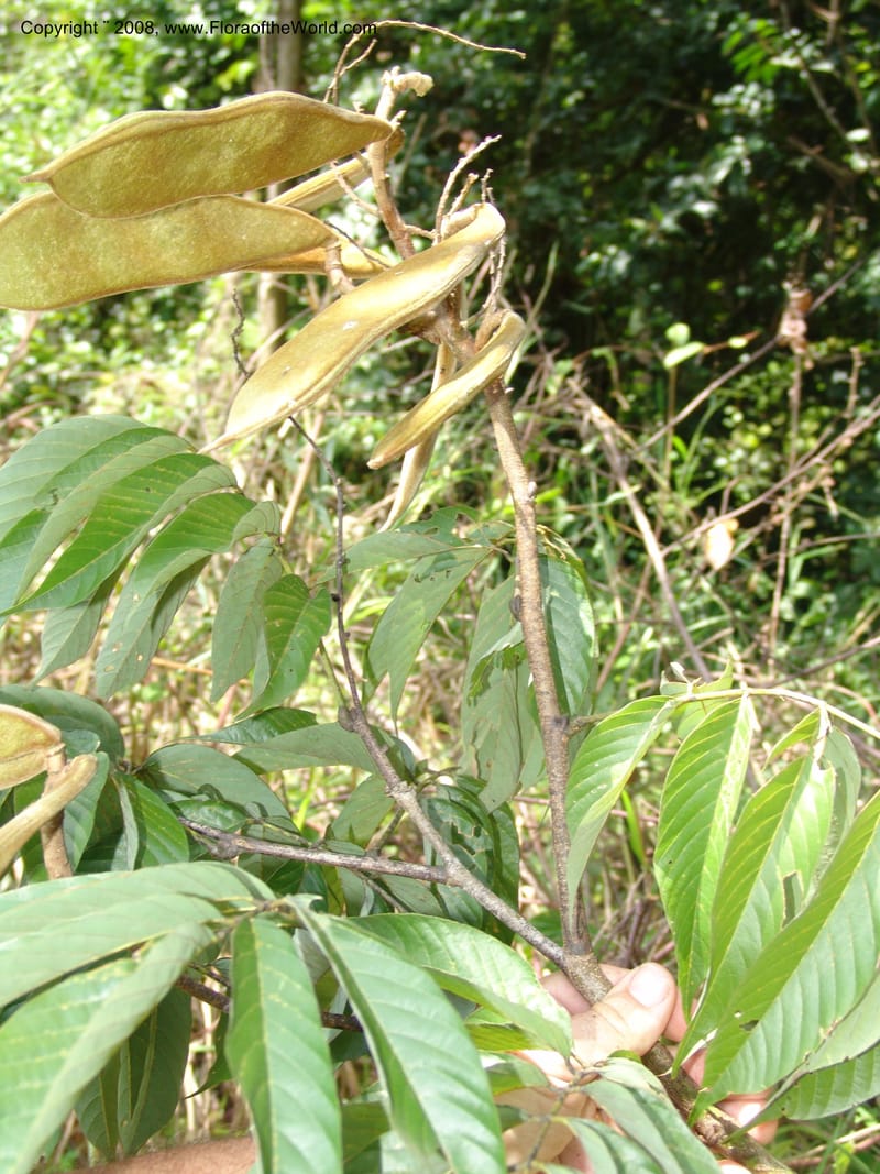 Millettia, MLeal1146--Gabon. Prov. Ogooue-Iv. Res. Lope. Sommet Main. 19 Apr 06. 286.jpg