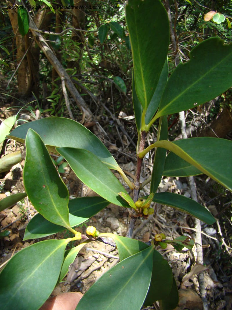 Garcinia neglecta, JMunzinger4669--N.Caled. Dumbea Dam in Dumbea Riv, S of Noumea. 11 Nov 07. 256.jpg