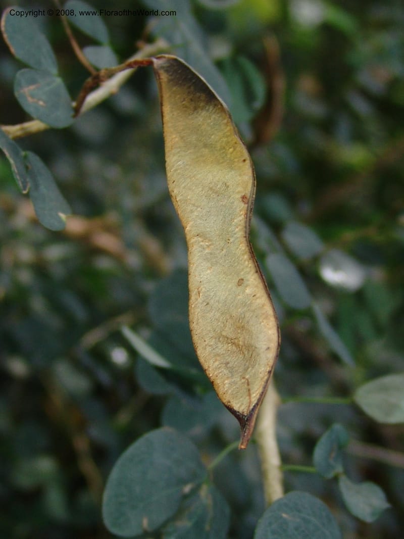 Bauhinia natalensis--So. Africa. Lowveld Nat. Bot. Gard. 14 Mch 05. 287.jpg