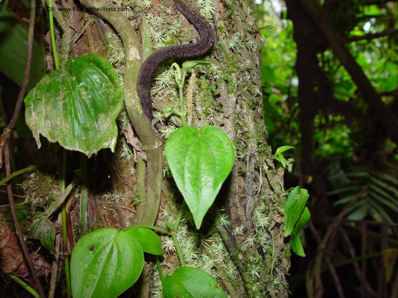 Peperomia urocarpa, CDavidson10889--Costa Rica. La Selva Biol. Station. 18 Feb 02. 002.jpg