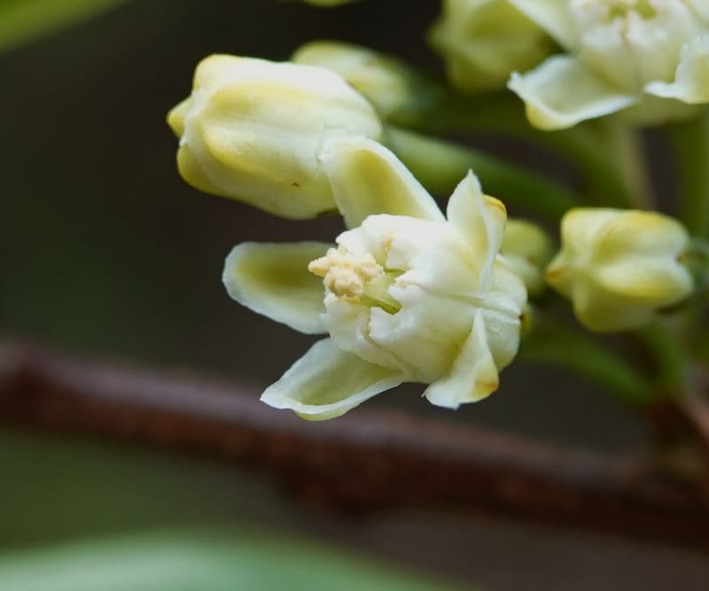 Erythroxylum sinense, D. Boufford 44093--China. Yunnan. Xia Jin Chang village. 29 Apr 2018. DSC00078 (21).JPG
