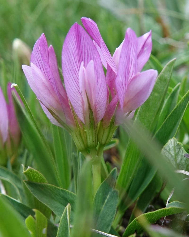 Trifolium alpinum, Davidson, C 13240--Switzerland. Furkapass. 1 Jul 2016. DSC06826 (595).JPG