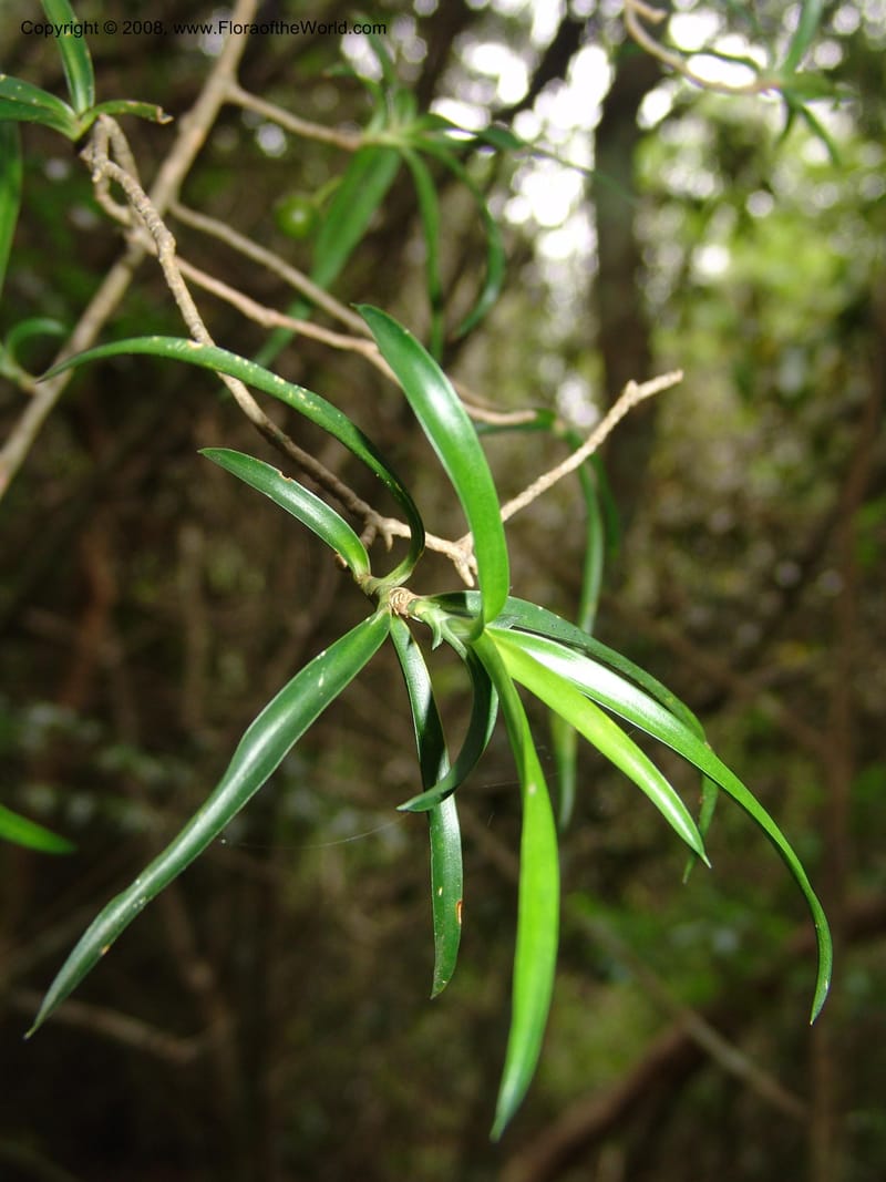 Dracaena, not coll.--Madag. Prov. Tuliar. Parc Nat. Zombitse.  13 Jan 06. 110.jpg