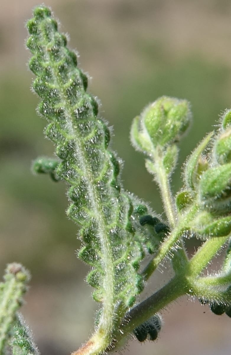 Aloysia castellanosii, Fortunato 13147--Argentina. Hwy 150, S of Ischigualasto. 7 Feb 2018. DSC09263 (56).JPG
