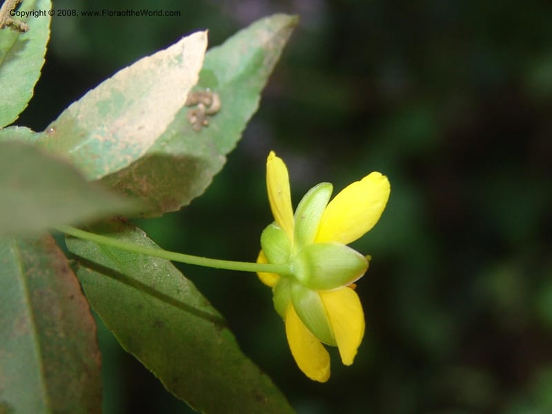 Ochna gomphostigma--So.Africa. Mpumal. Moodie Mts.  18 Mch 05. 273.jpg