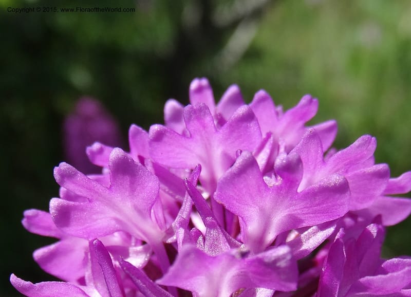Anacamptis pyramidalis, Davidson, C 12453--Georgia (Caucasus). Shio Mgvime. 7 Jun 2014. DSC07779 (41).JPG