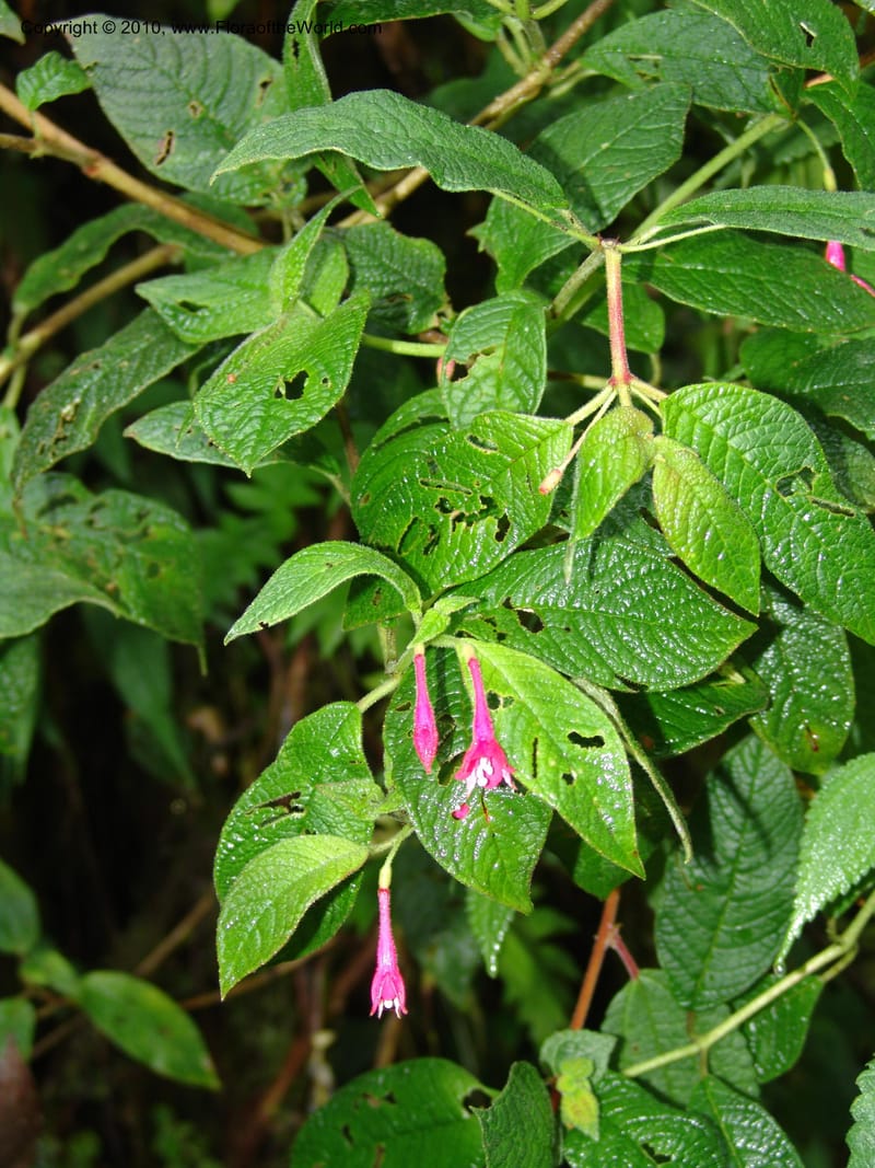 Fuchsia scabriuscula, Croat 96480--Ecuador. Prov. Pichincha. BellaVista private reserve. 27 Mar 06. 087 (4).jpg
