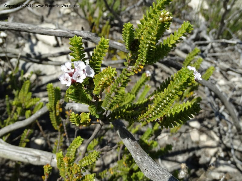 Euchaetis, Davidson, C 12300--South Africa. Western Cape. De Hoop Nature Res. 22 Jan 2014. DSC01681 (62).JPG